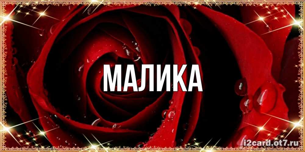 Открытка на каждый день с именем, Малика Главная цветок в росе на день рождения Прикольная открытка с пожеланием онлайн скачать бесплатно 