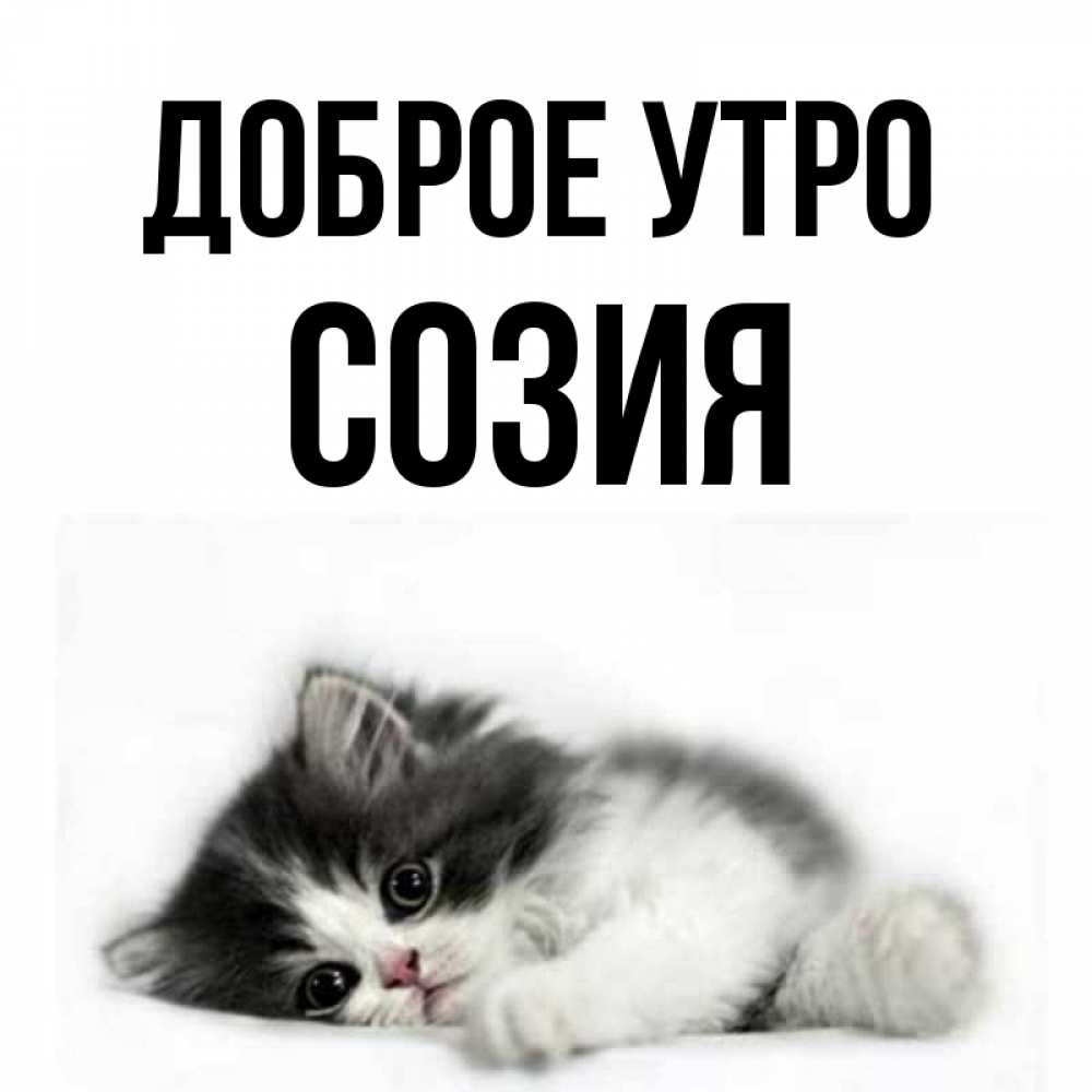 Открытка на каждый день с именем, Созия Доброе утро кот лапки Прикольная открытка с пожеланием онлайн скачать бесплатно 