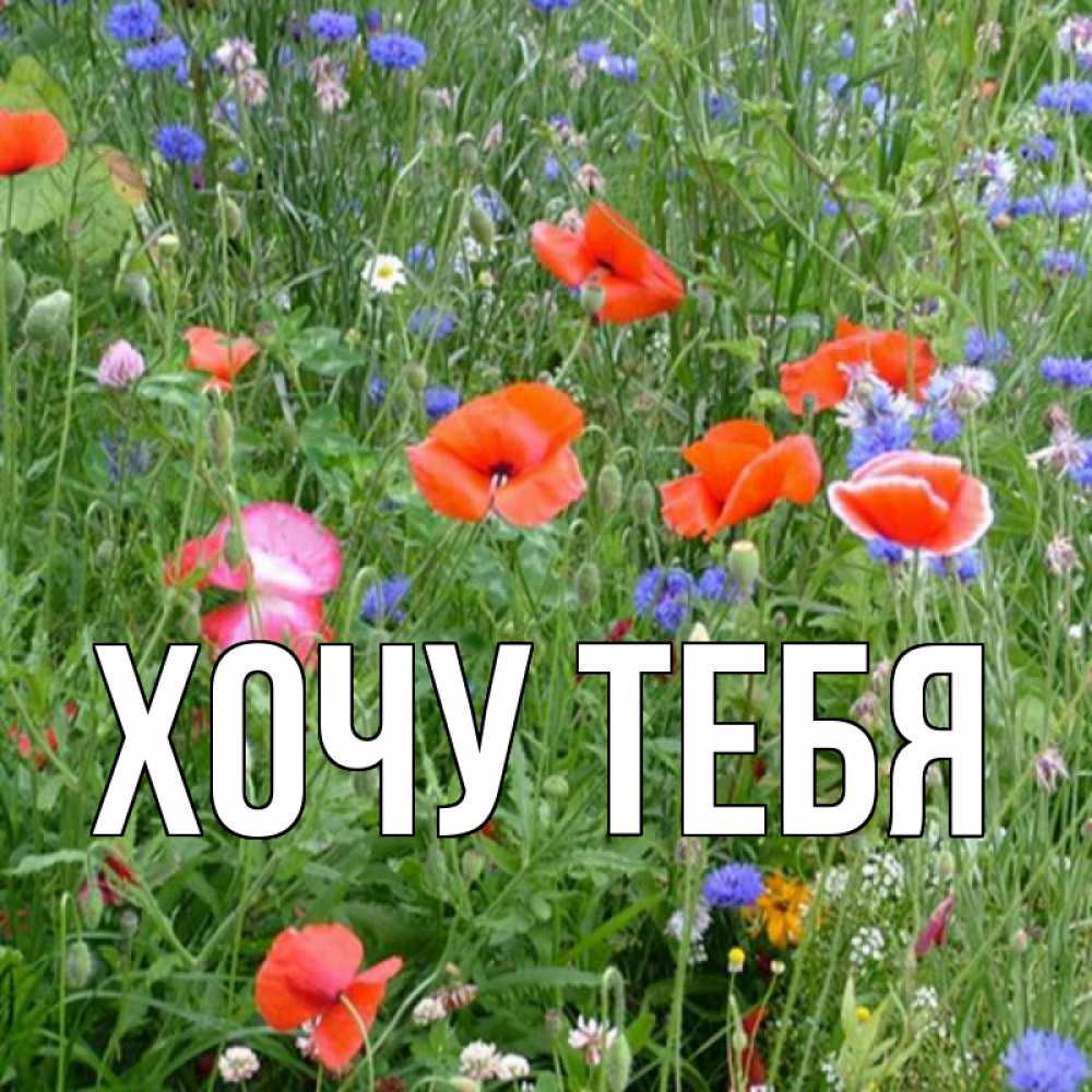 Открытка на каждый день с именем, Хочу-тебя Главная праздник весны наурыз супер открытка Прикольная открытка с пожеланием онлайн скачать бесплатно 