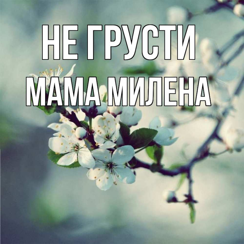 Открытка на каждый день с именем, Мама-Милена Не грусти яблоня в цвету 1 Прикольная открытка с пожеланием онлайн скачать бесплатно 