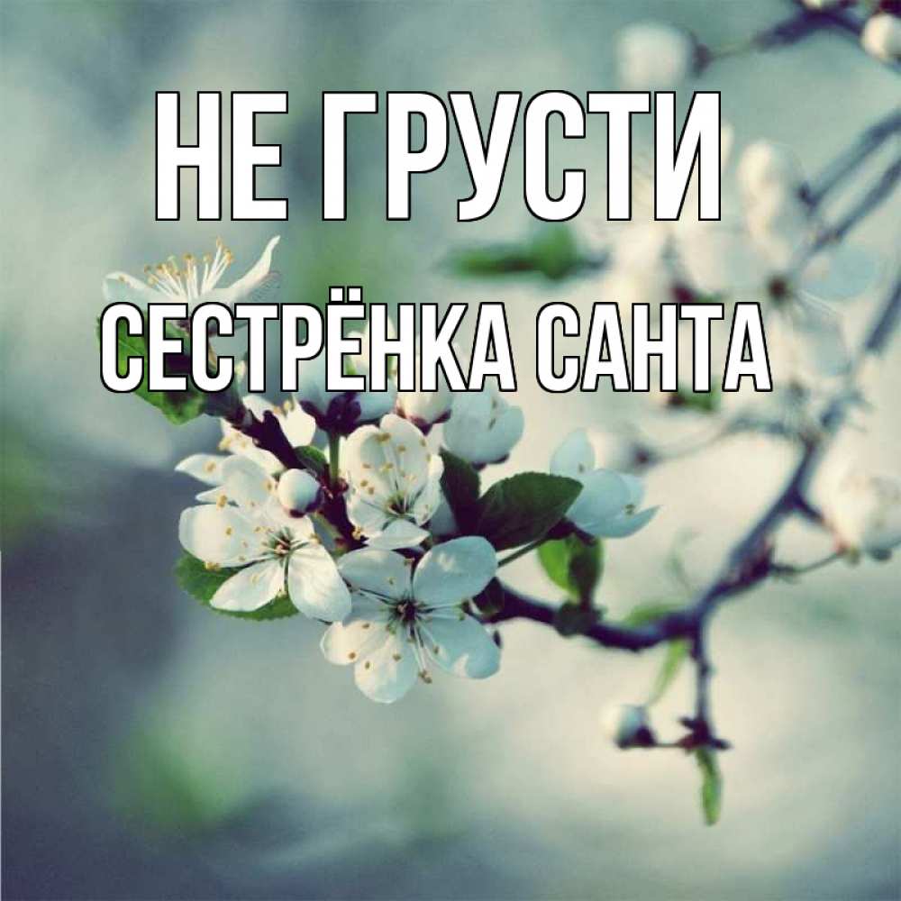 Открытка на каждый день с именем, Сестрёнка-Санта Не грусти яблоня в цвету 1 Прикольная открытка с пожеланием онлайн скачать бесплатно 