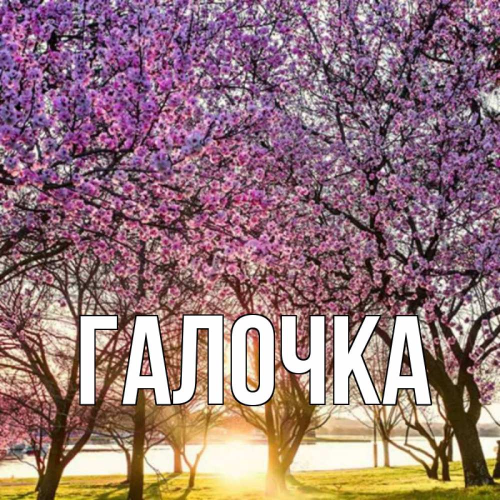 Открытка на каждый день с именем, Галочка Главная международный женский день Прикольная открытка с пожеланием онлайн скачать бесплатно 
