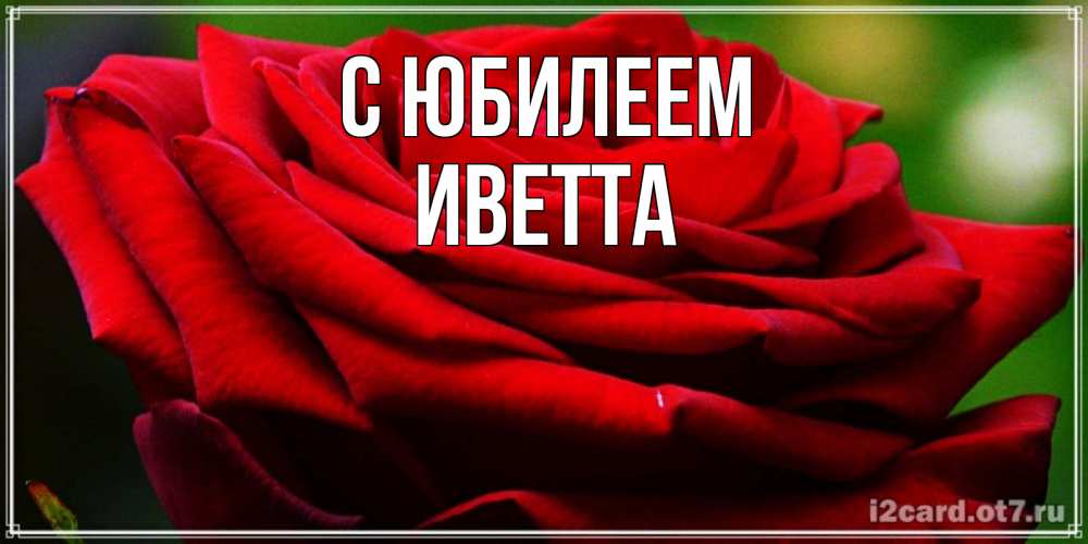 Открытка на каждый день с именем, Иветта С юбилеем розочка очень красивая Прикольная открытка с пожеланием онлайн скачать бесплатно 
