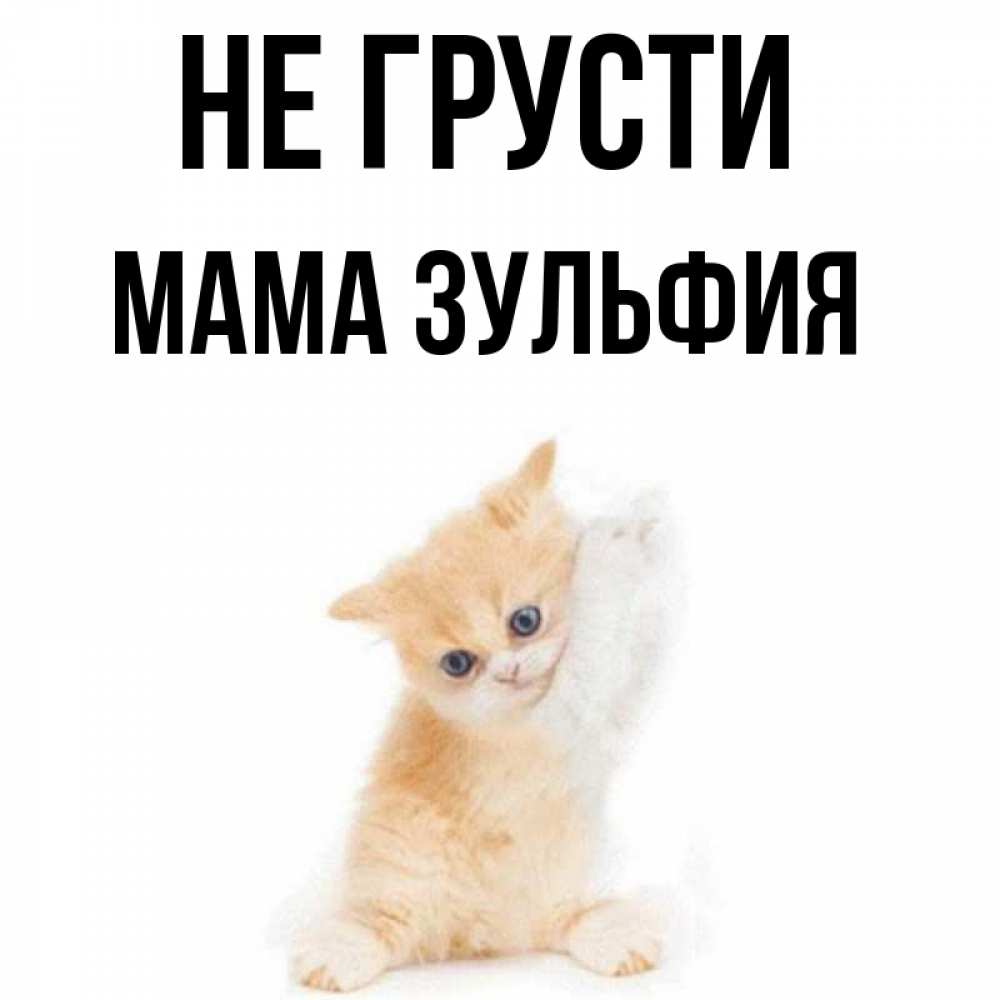 Открытка на каждый день с именем, Мама-Зульфия Не грусти просящий кот Прикольная открытка с пожеланием онлайн скачать бесплатно 