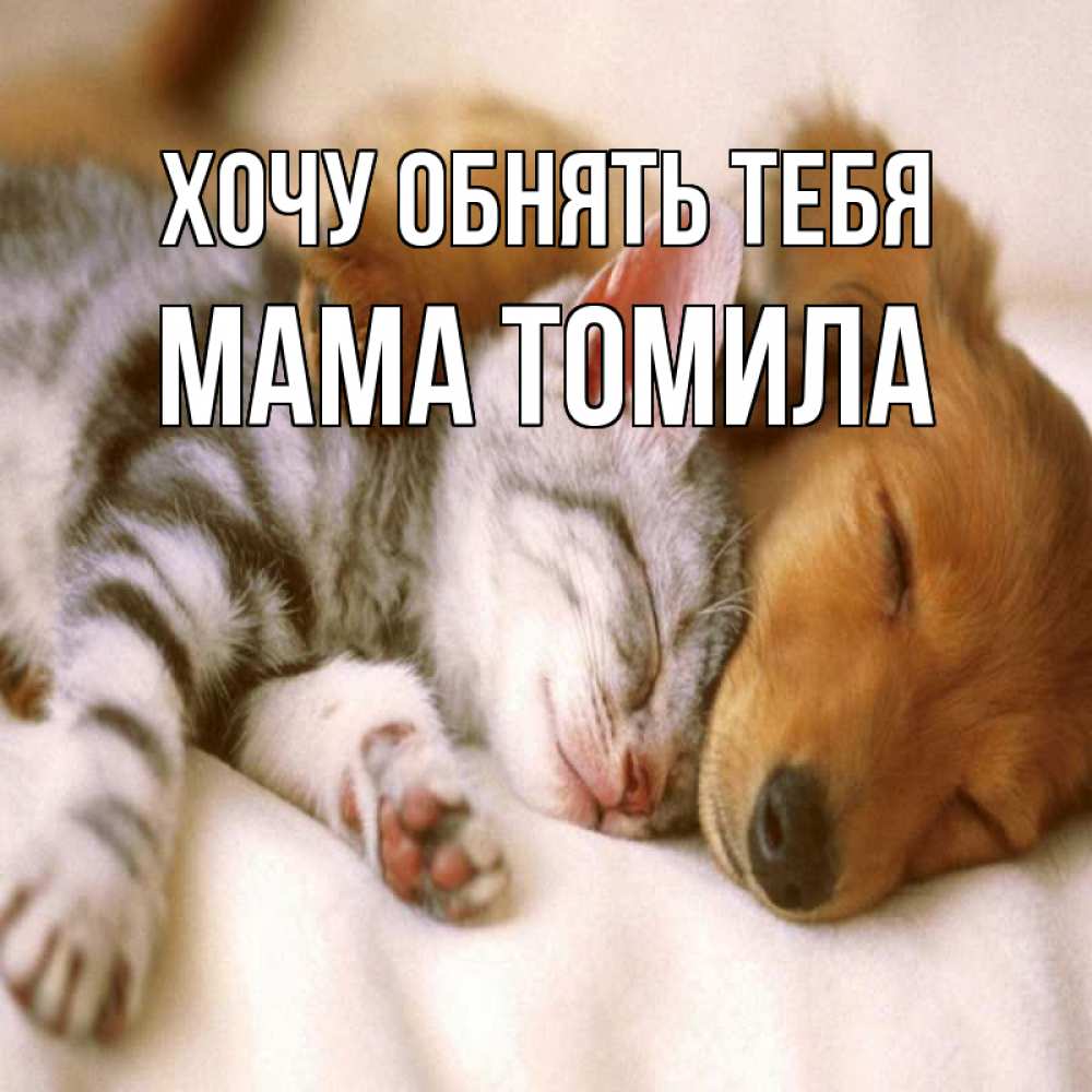 Открытка на каждый день с именем, Мама-Томила Хочу обнять тебя пес и котенок Прикольная открытка с пожеланием онлайн скачать бесплатно 