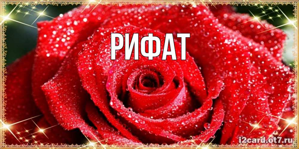 Открытка на каждый день с именем, Рифат Главная роса и роза. открытка с красивой розой Прикольная открытка с пожеланием онлайн скачать бесплатно 