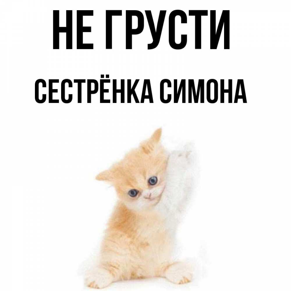 Открытка на каждый день с именем, Сестрёнка-Симона Не грусти просящий кот Прикольная открытка с пожеланием онлайн скачать бесплатно 