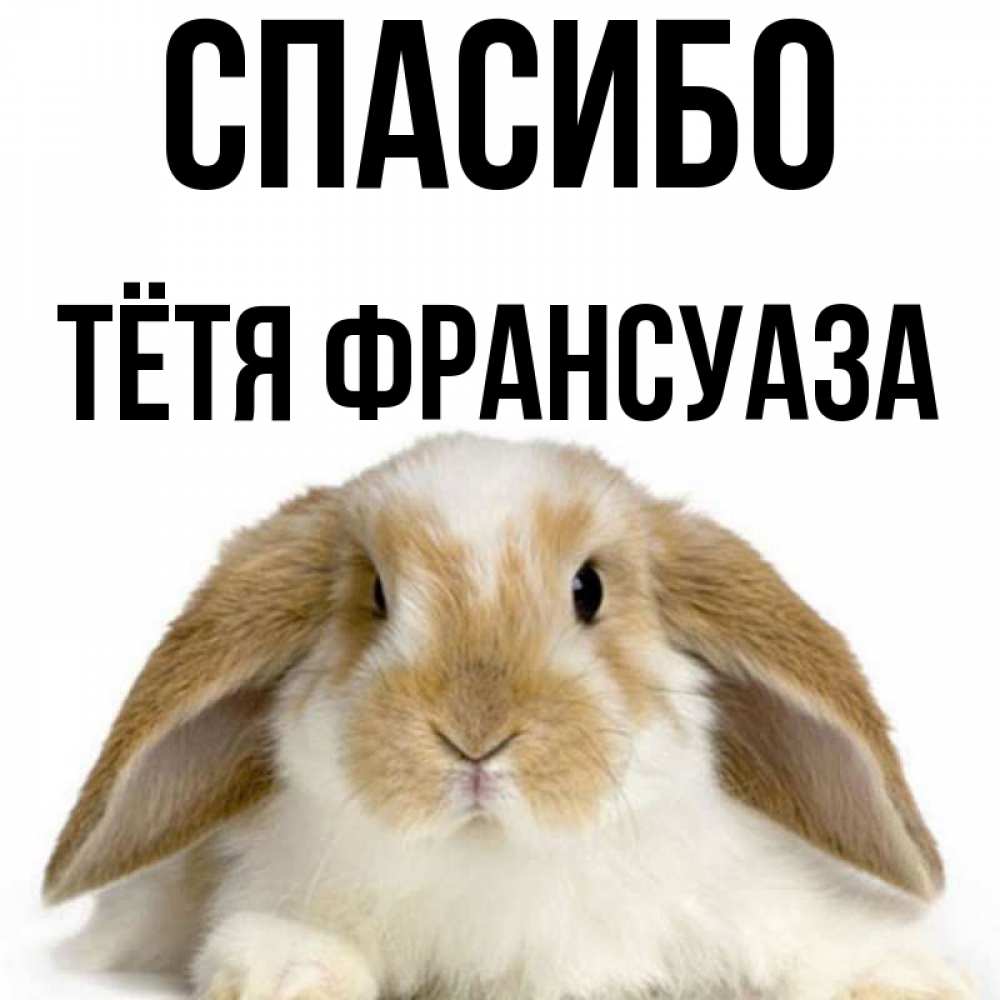 Открытка на каждый день с именем, Тётя-Франсуаза Спасибо коричнево белый заяц Прикольная открытка с пожеланием онлайн скачать бесплатно 