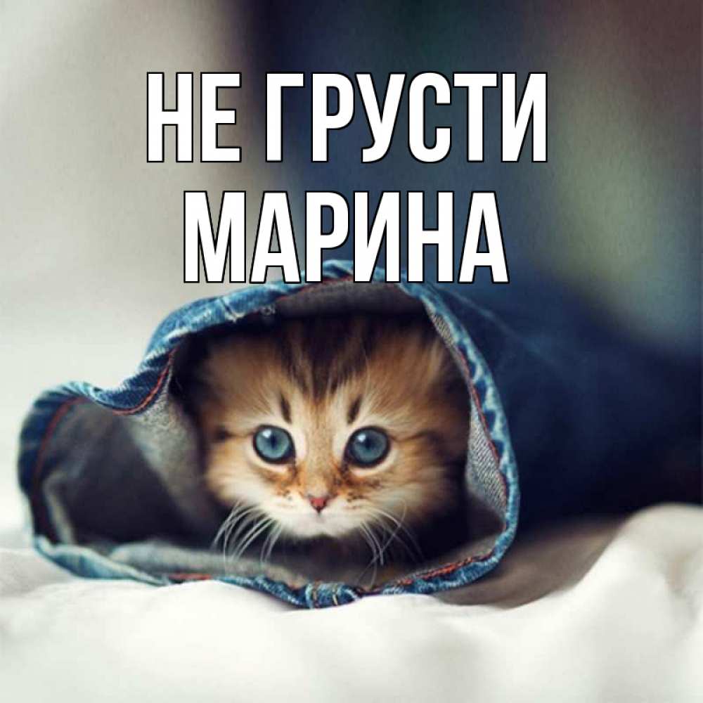 Открытка на каждый день с именем, Марина Не грусти кот в одежде Прикольная открытка с пожеланием онлайн скачать бесплатно 