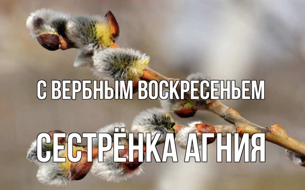Открытка на каждый день с именем, Сестрёнка-Агния С вербным воскресеньем Верба Прикольная открытка с пожеланием онлайн скачать бесплатно 