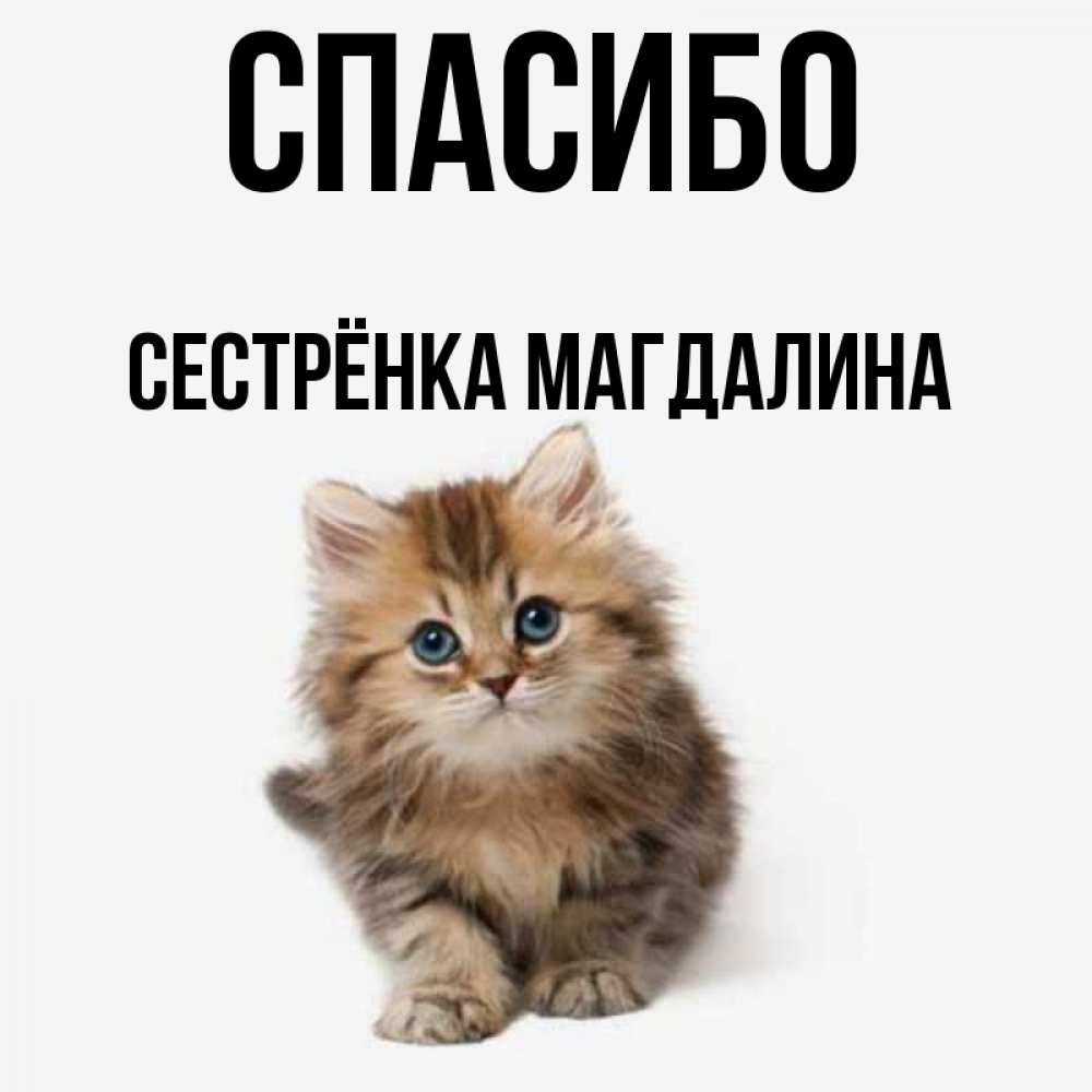 Открытка на каждый день с именем, Сестрёнка-Магдалина Спасибо пушистый котик Прикольная открытка с пожеланием онлайн скачать бесплатно 