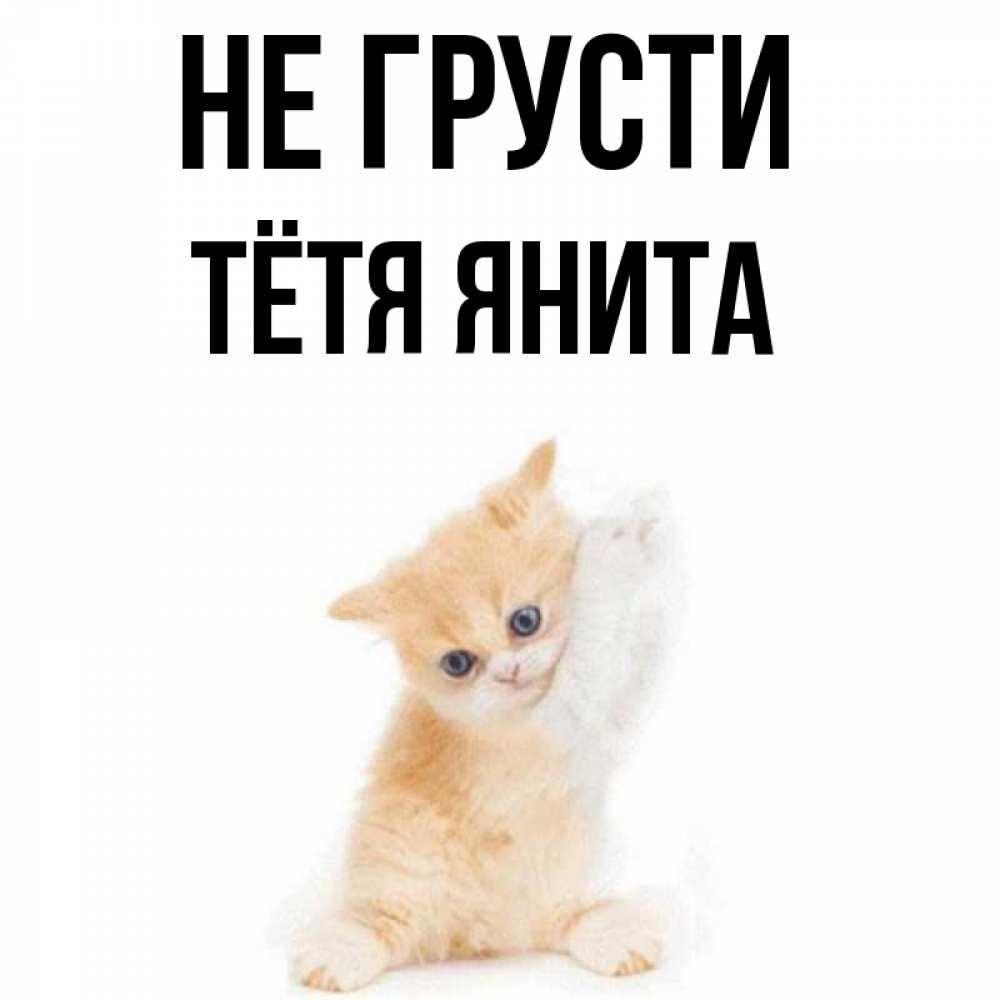 Открытка на каждый день с именем, Тётя-Янита Не грусти просящий кот Прикольная открытка с пожеланием онлайн скачать бесплатно 