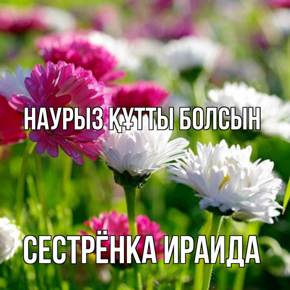 Открытка на каждый день с именем, Сестрёнка-Ираида Наурыз құтты болсын наурыз Прикольная открытка с пожеланием онлайн скачать бесплатно 