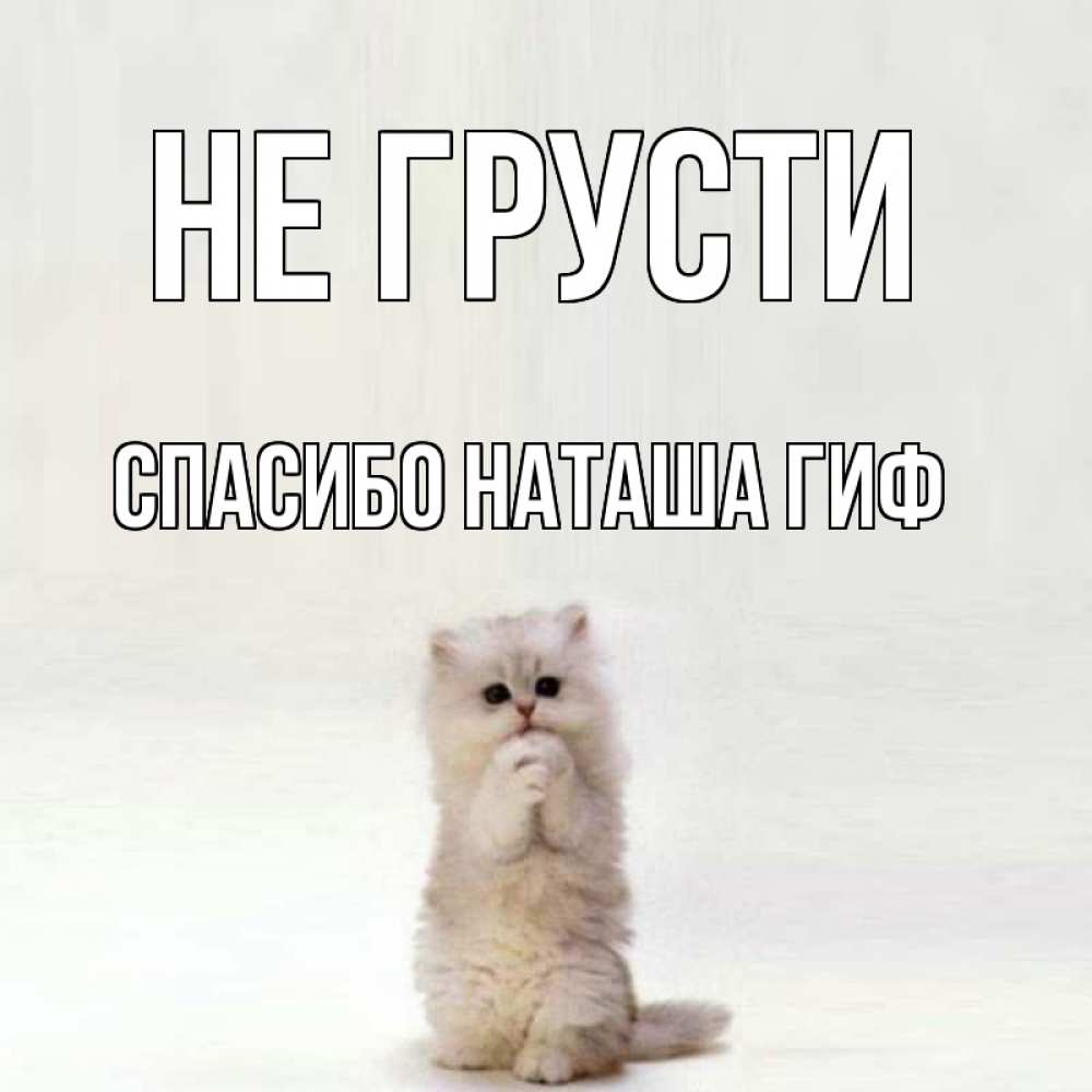 Открытка на каждый день с именем, СПАСИБО-НАТАША-ГИФ Не грусти грустный кот Прикольная открытка с пожеланием онлайн скачать бесплатно 