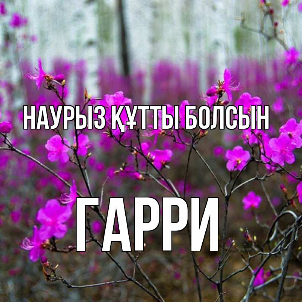 Открытка на каждый день с именем, Гарри Наурыз құтты болсын дикие цветы Прикольная открытка с пожеланием онлайн скачать бесплатно 