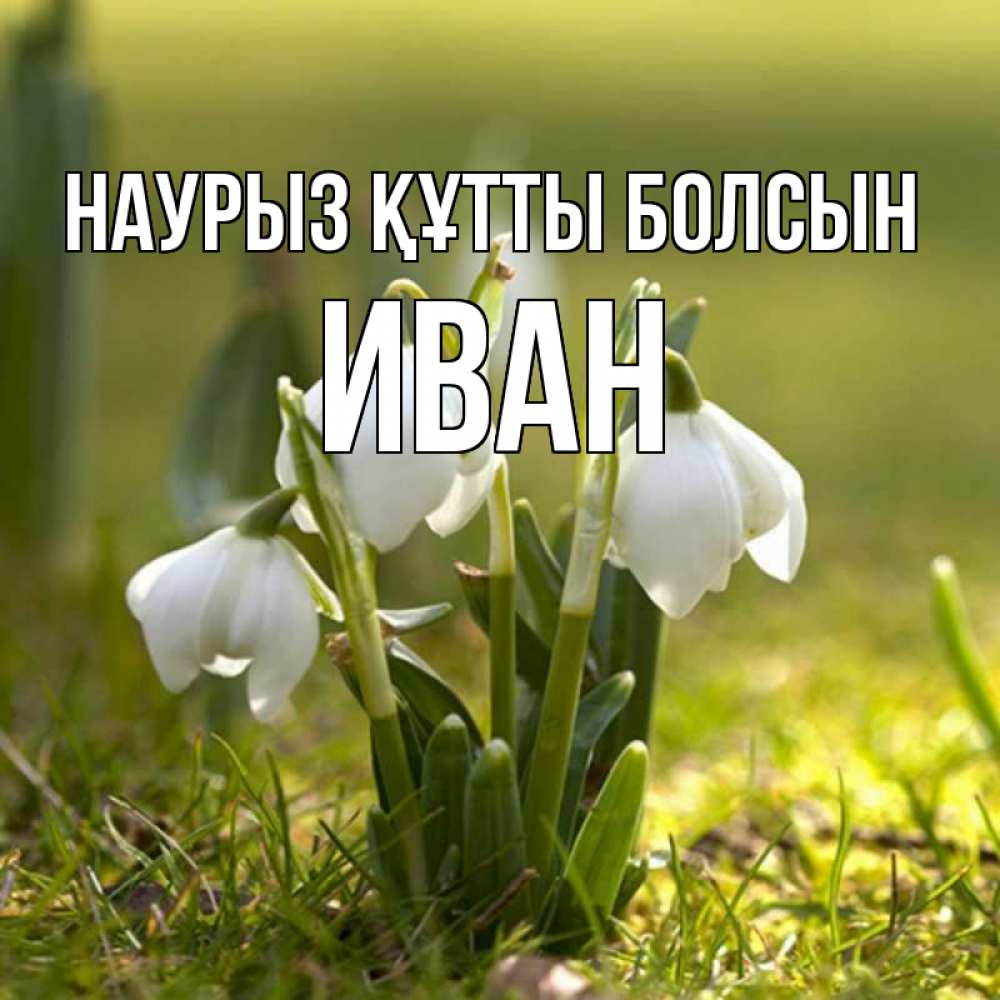 Открытка на каждый день с именем, Иван Наурыз құтты болсын ранние цветы 2 Прикольная открытка с пожеланием онлайн скачать бесплатно 
