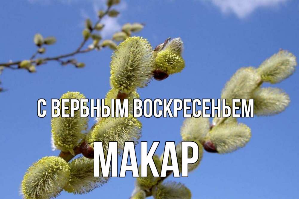 Открытка на каждый день с именем, Макар С вербным воскресеньем верба Прикольная открытка с пожеланием онлайн скачать бесплатно 