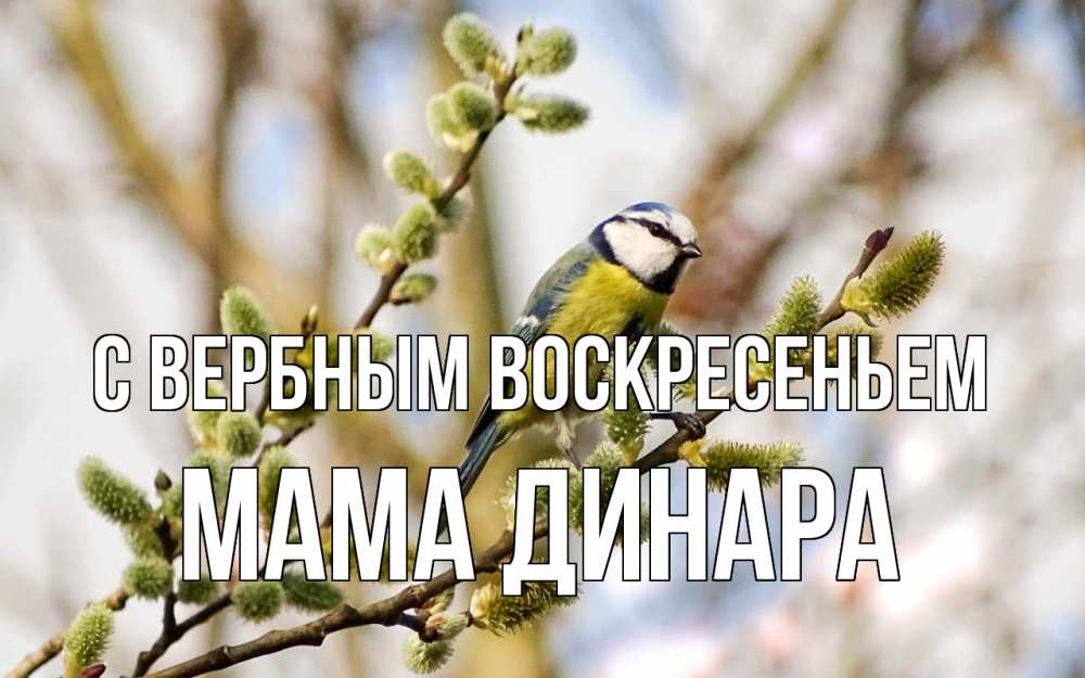 Открытка на каждый день с именем, Мама-Динара С вербным воскресеньем верба Прикольная открытка с пожеланием онлайн скачать бесплатно 