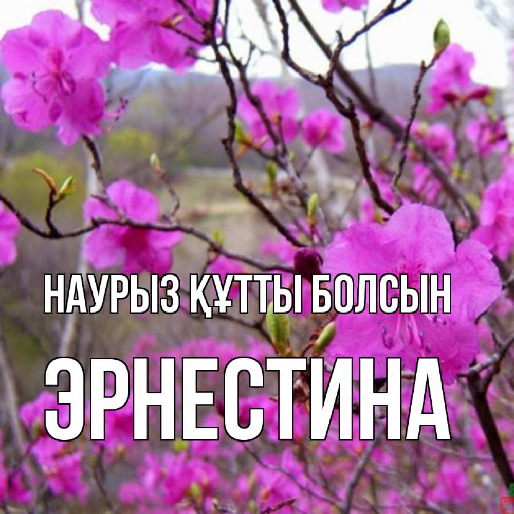 Открытка на каждый день с именем, Эрнестина Наурыз құтты болсын наурыз мейрамы кутты болсын Прикольная открытка с пожеланием онлайн скачать бесплатно 