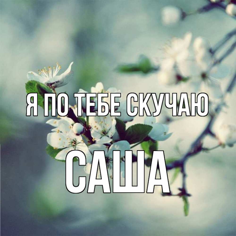 Открытка на каждый день с именем, Саша Я по тебе скучаю весна Прикольная открытка с пожеланием онлайн скачать бесплатно 