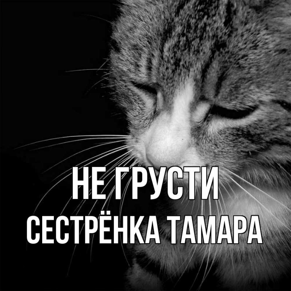 Открытка на каждый день с именем, Сестрёнка-Тамара Не грусти грустный котик Прикольная открытка с пожеланием онлайн скачать бесплатно 