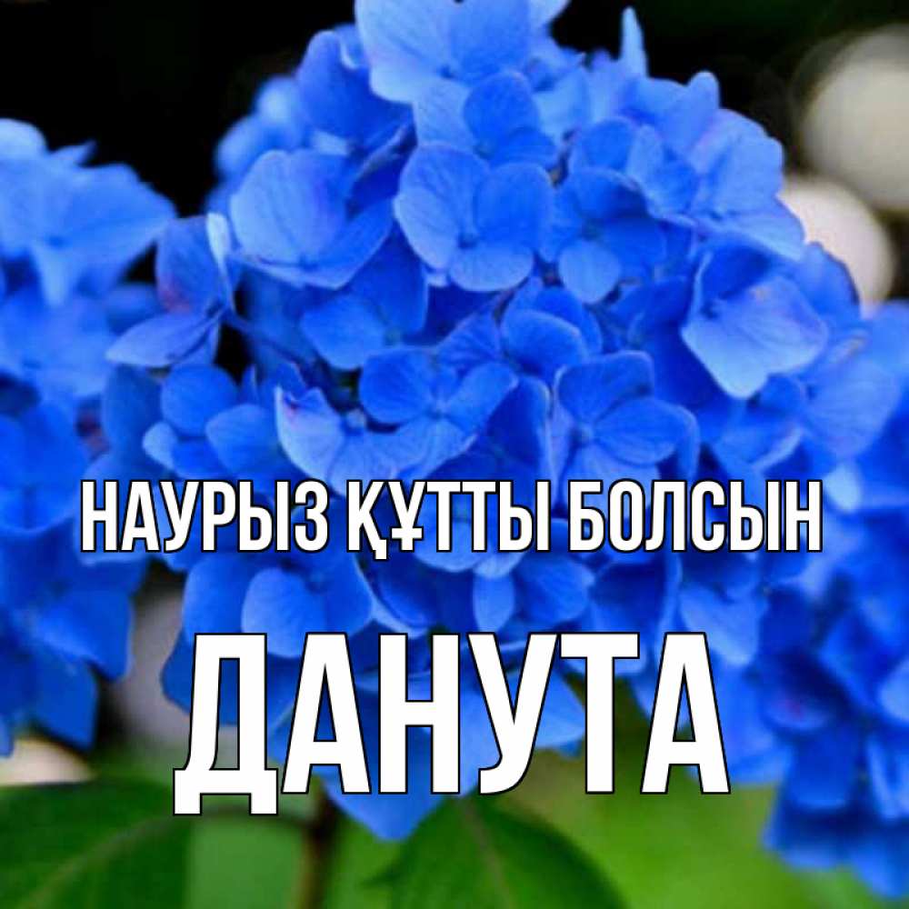 Открытка на каждый день с именем, Данута Наурыз құтты болсын синие цветы Прикольная открытка с пожеланием онлайн скачать бесплатно 
