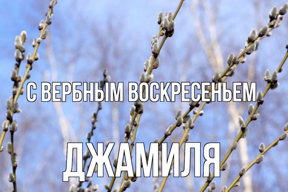 Открытка на каждый день с именем, Джамиля С вербным воскресеньем верба Прикольная открытка с пожеланием онлайн скачать бесплатно 