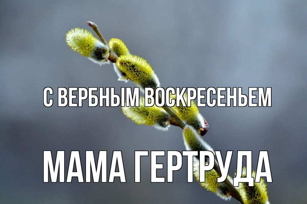 Открытка на каждый день с именем, Мама-Гертруда С вербным воскресеньем верба Прикольная открытка с пожеланием онлайн скачать бесплатно 