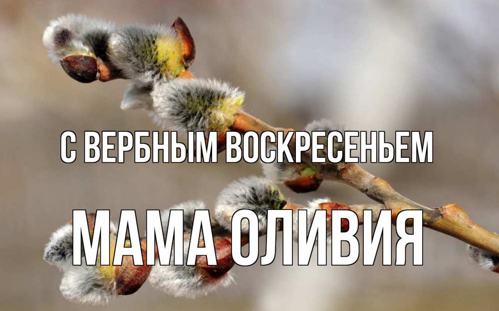 Открытка на каждый день с именем, Мама-Оливия С вербным воскресеньем Верба Прикольная открытка с пожеланием онлайн скачать бесплатно 