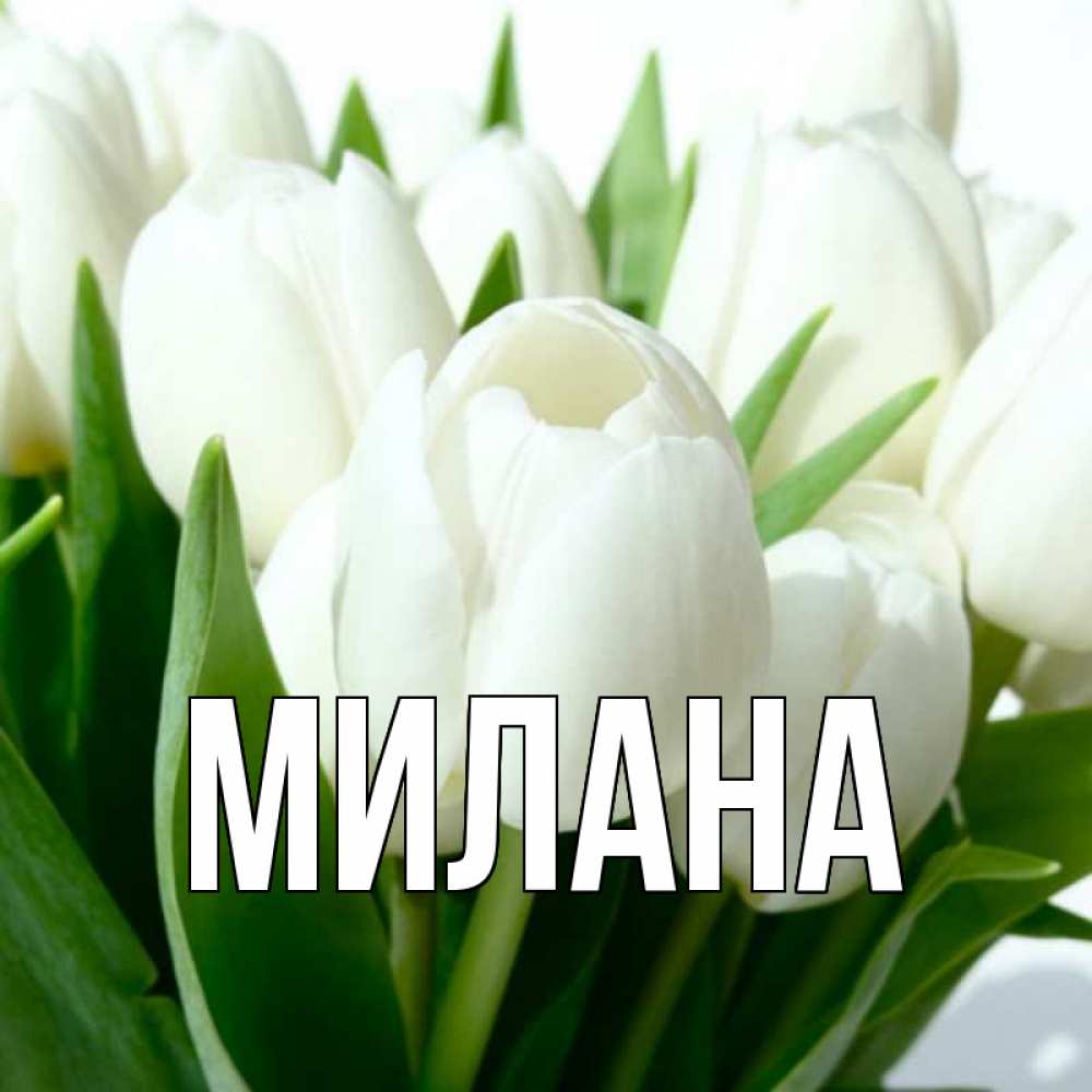 Открытка на каждый день с именем, Милана Главная цветы Прикольная открытка с пожеланием онлайн скачать бесплатно 