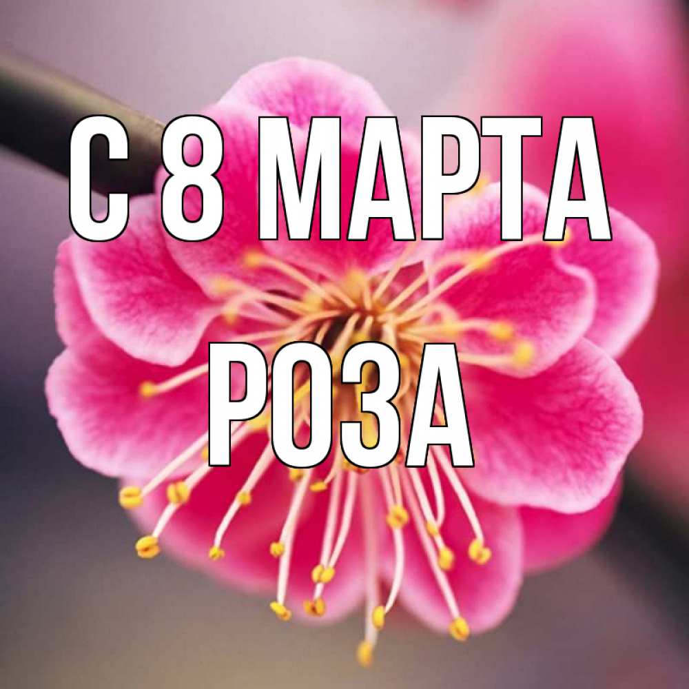 Открытка на каждый день с именем, Роза С 8 МАРТА цветы Прикольная открытка с пожеланием онлайн скачать бесплатно 