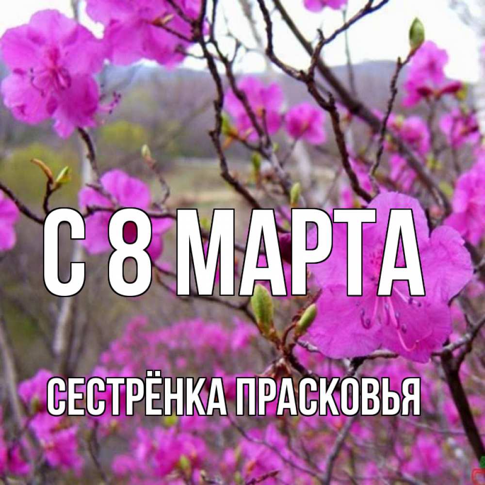 Открытка на каждый день с именем, Сестрёнка-Прасковья С 8 марта международный женский день Прикольная открытка с пожеланием онлайн скачать бесплатно 