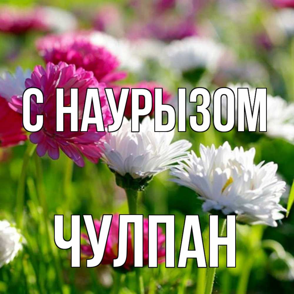 Открытка на каждый день с именем, Чулпан С наурызом праздник весны наурыз красота Прикольная открытка с пожеланием онлайн скачать бесплатно 