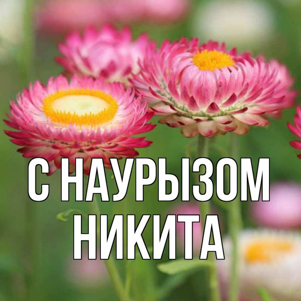 Открытка на каждый день с именем, Никита С наурызом подарок на международный женский день Прикольная открытка с пожеланием онлайн скачать бесплатно 