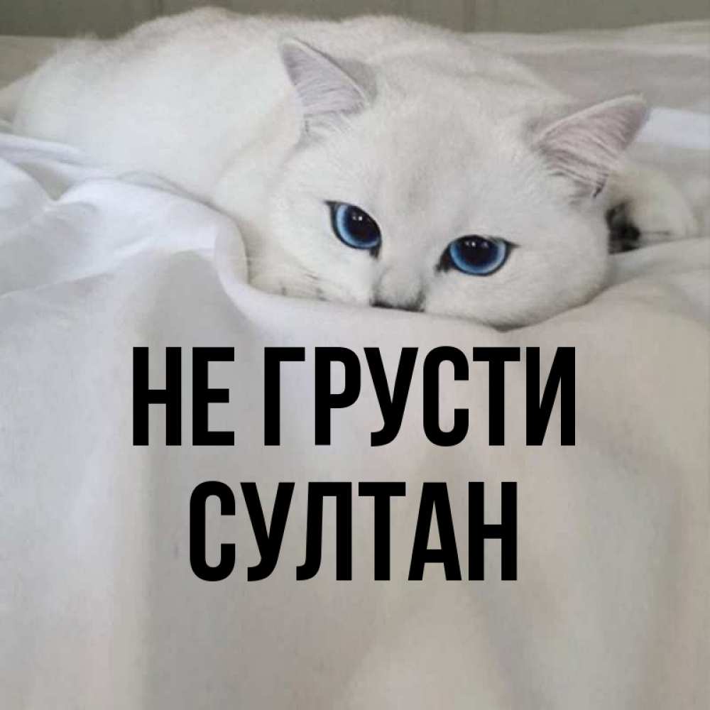 приходишь лучу картинки под именем султан внешность покладистый