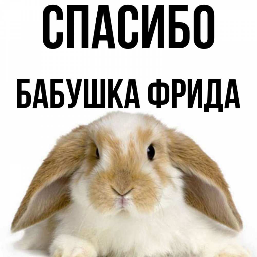 Открытка на каждый день с именем, Бабушка-Фрида Спасибо коричнево белый заяц Прикольная открытка с пожеланием онлайн скачать бесплатно 