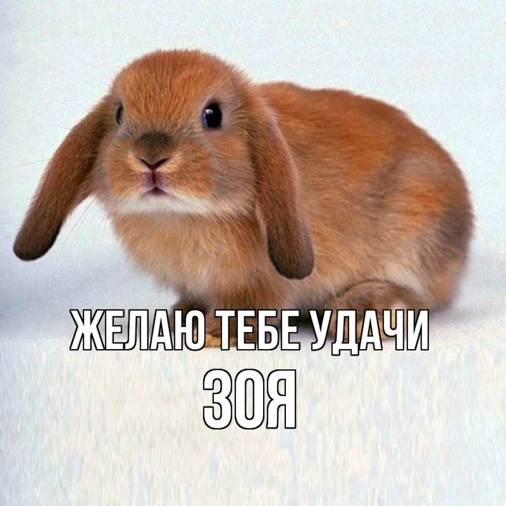 Открытка на каждый день с именем, Зоя Желаю тебе удачи вставить текст в открытку по выбору Прикольная открытка с пожеланием онлайн скачать бесплатно 