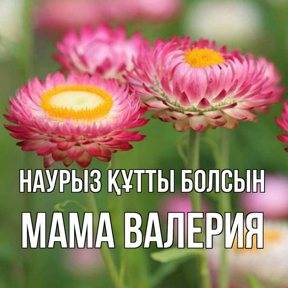 Открытка на каждый день с именем, Мама-Валерия Наурыз құтты болсын подарок на международный женский день Прикольная открытка с пожеланием онлайн скачать бесплатно 