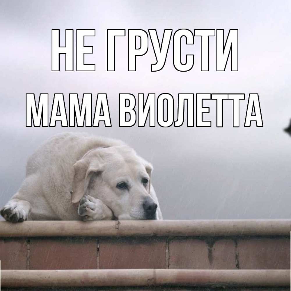 Открытка на каждый день с именем, Мама-Виолетта Не грусти белый пес 1 Прикольная открытка с пожеланием онлайн скачать бесплатно 
