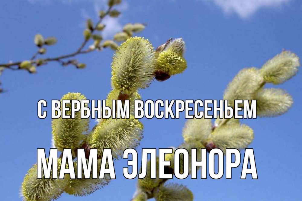 Открытка на каждый день с именем, Мама-Элеонора С вербным воскресеньем верба Прикольная открытка с пожеланием онлайн скачать бесплатно 
