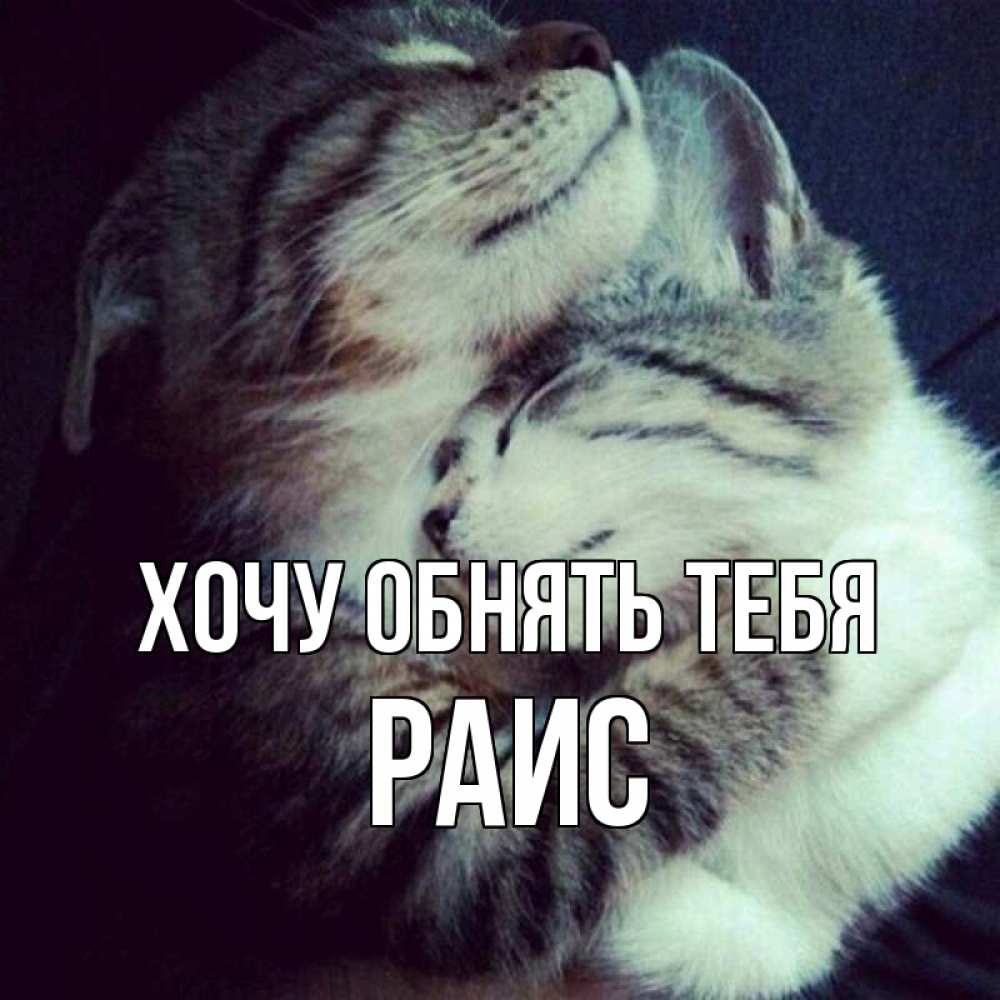 Открытка на каждый день с именем, Раис Хочу обнять тебя полосатики Прикольная открытка с пожеланием онлайн скачать бесплатно 
