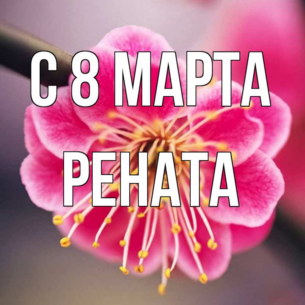 Открытка на каждый день с именем, Рената С 8 марта цветы Прикольная открытка с пожеланием онлайн скачать бесплатно 