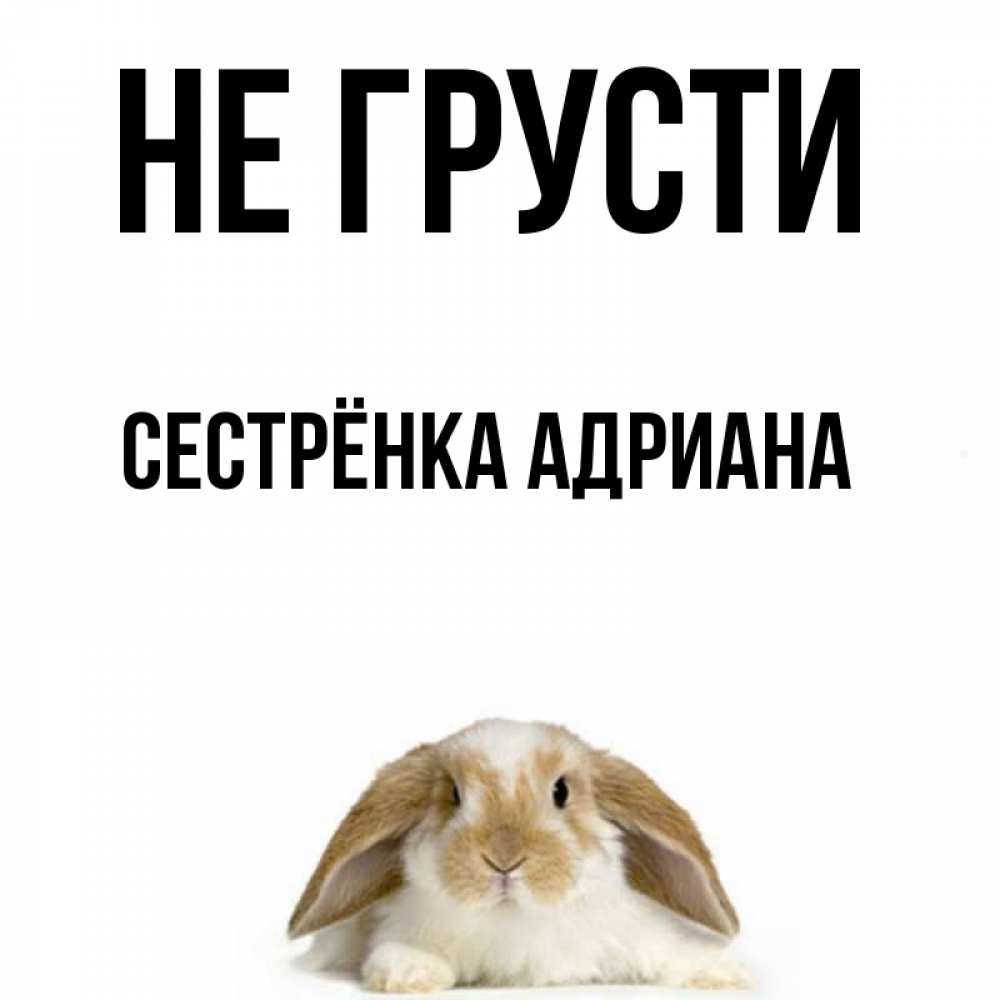 Открытка на каждый день с именем, Сестрёнка-Адриана Не грусти коричнево белый заяц с большими ушками Прикольная открытка с пожеланием онлайн скачать бесплатно 