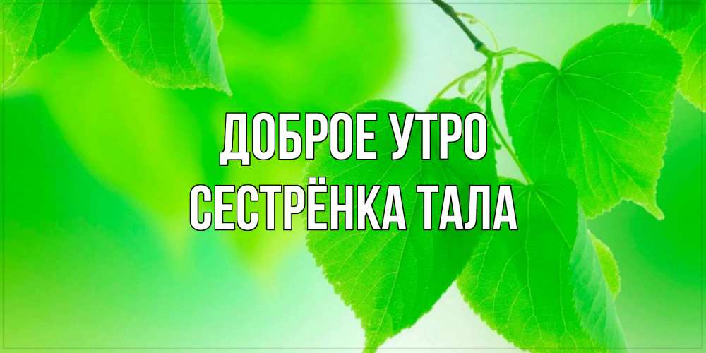Открытка на каждый день с именем, Сестрёнка-Тала Доброе утро доброе утро с березовыми листьями Прикольная открытка с пожеланием онлайн скачать бесплатно 