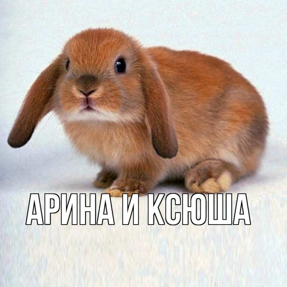 Открытка на каждый день с именем, Арина-и-Ксюша Главная вислоухий рыжий кролик Прикольная открытка с пожеланием онлайн скачать бесплатно 