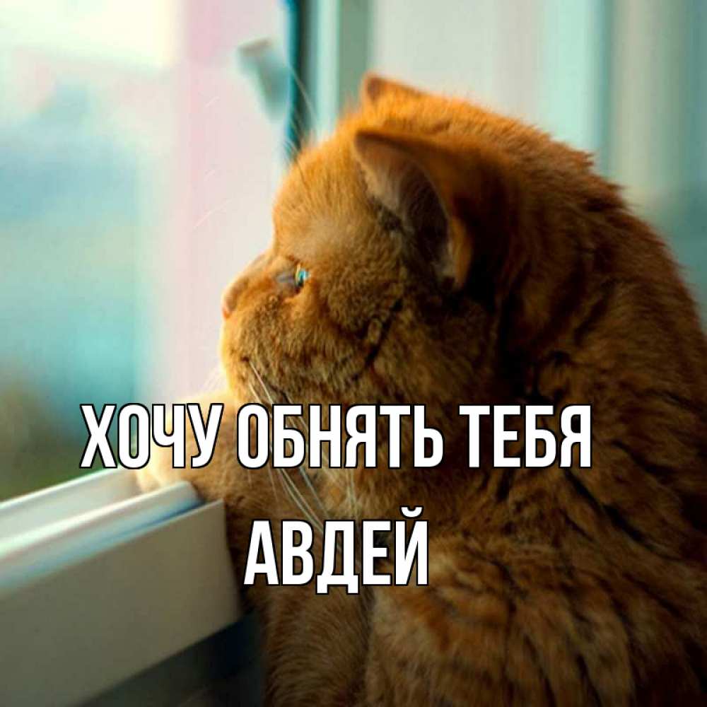 Открытка на каждый день с именем, Авдей Хочу обнять тебя большой огромный рыжий котяра Прикольная открытка с пожеланием онлайн скачать бесплатно 