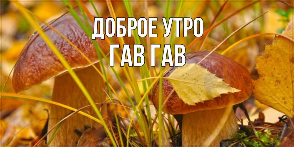 Открытка на каждый день с именем, Гав-гав Доброе утро осенние грибы Прикольная открытка с пожеланием онлайн скачать бесплатно 