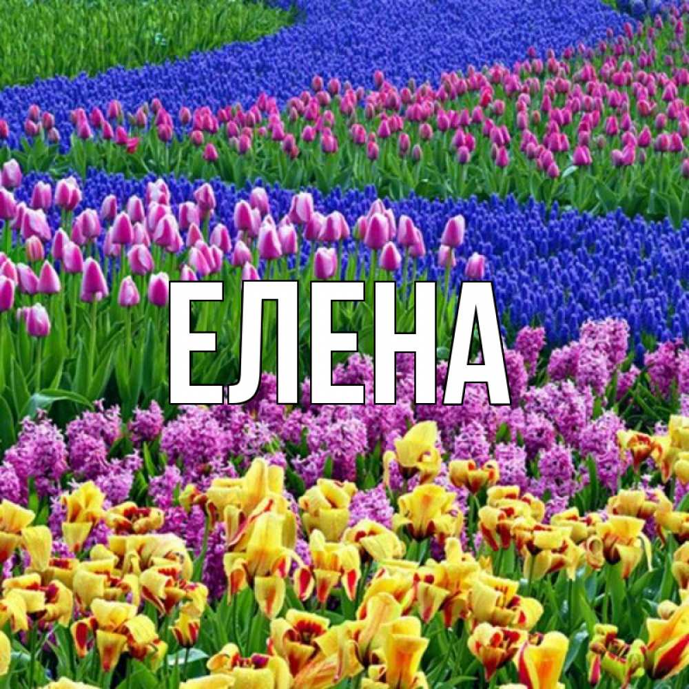Открытка на каждый день с именем, Елена Главная цветы Прикольная открытка с пожеланием онлайн скачать бесплатно 