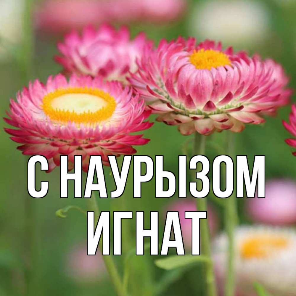 Открытка на каждый день с именем, Игнат С наурызом подарок на международный женский день Прикольная открытка с пожеланием онлайн скачать бесплатно 
