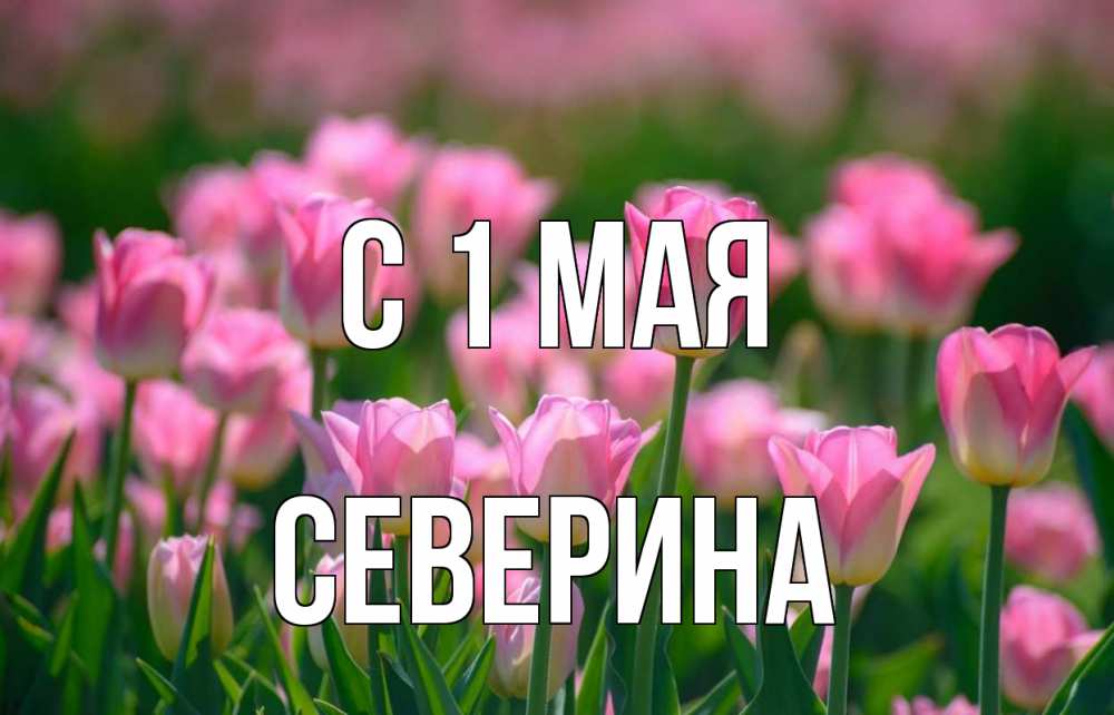 Открытка на каждый день с именем, Северина С 1 мая С 1 мая Прикольная открытка с пожеланием онлайн скачать бесплатно 